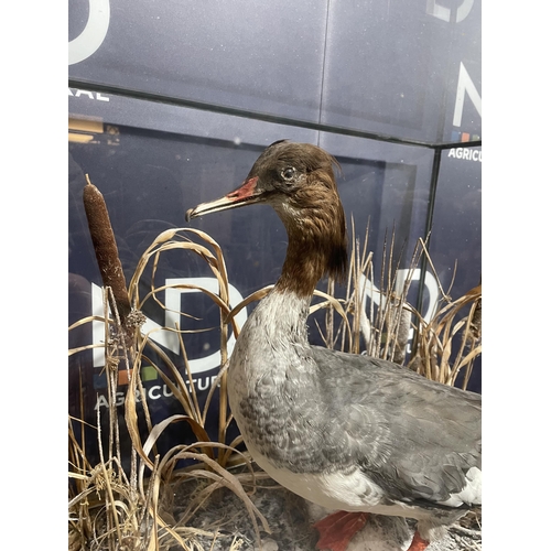 87 - TAXIDERMY GOOSANDER