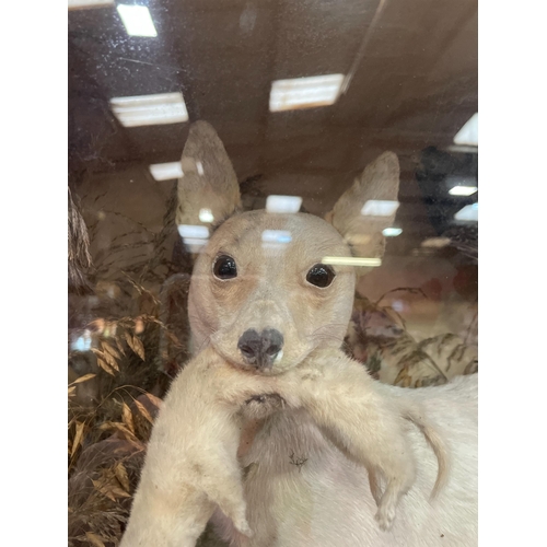 90 - EARLY 19TH CENTURY TAXIDERMY DOG