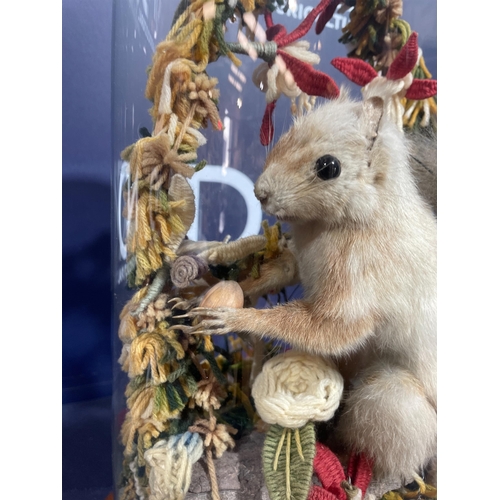 91 - VICTORIAN TAXIDERMY SQUIRREL