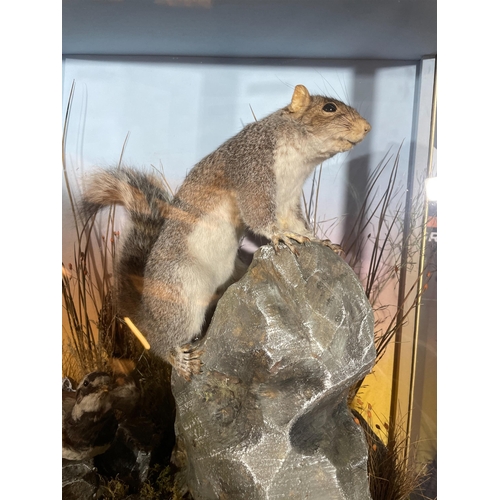 93 - TAXIDERMY SQUIRREL BY HUTCHINS OF ABERYSTWYTH