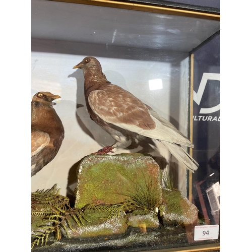 94 - TAXIDERMY PIGEONS BY ROWLAND WARD