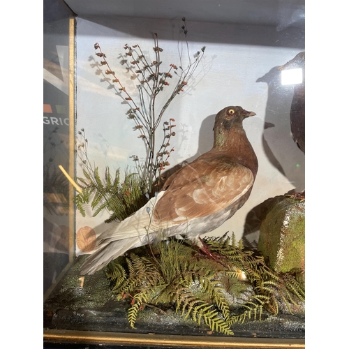 94 - TAXIDERMY PIGEONS BY ROWLAND WARD