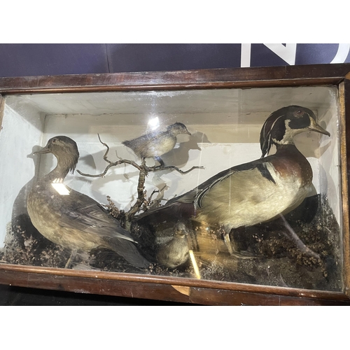 95 - TAXIDERMY VICTORIAN WOOD DUCK