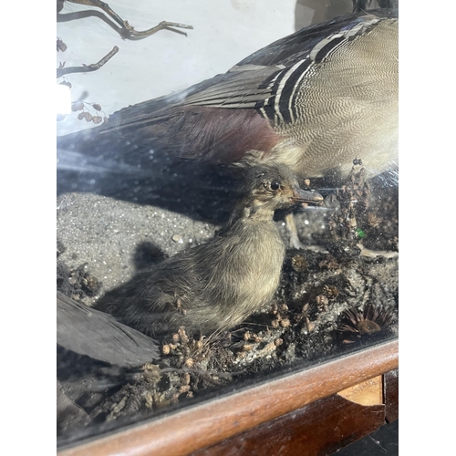 95 - TAXIDERMY VICTORIAN WOOD DUCK