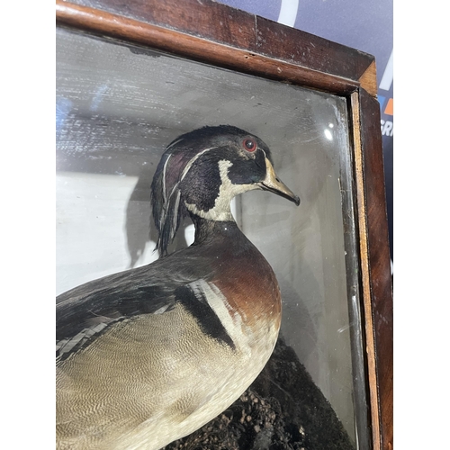 95 - TAXIDERMY VICTORIAN WOOD DUCK