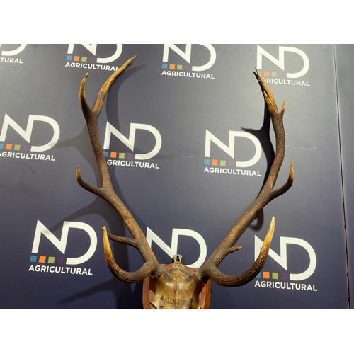 96 - MOUNTED ANTLERS