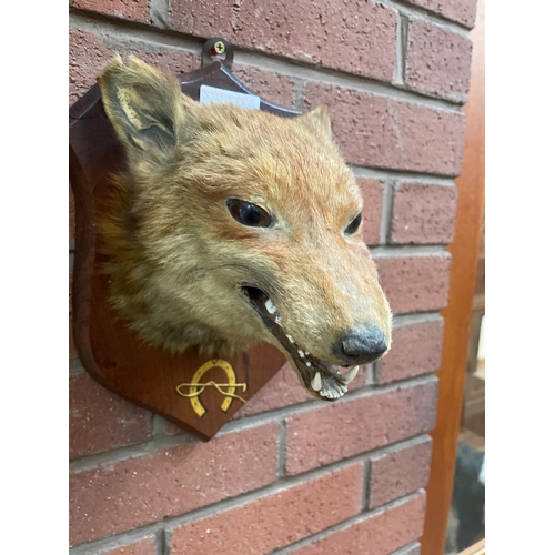 97 - TAXIDERMY FOX