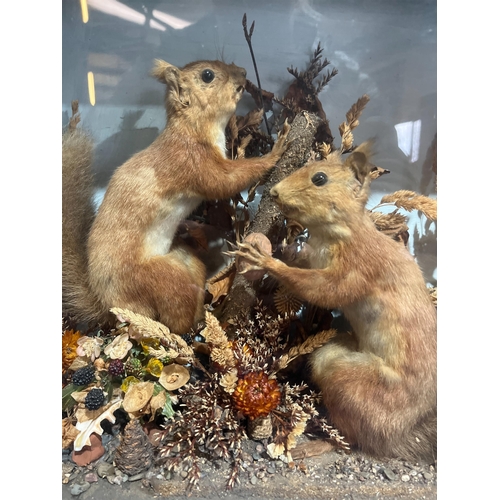 100 - TAXIDERMY RED SQUIRRELS