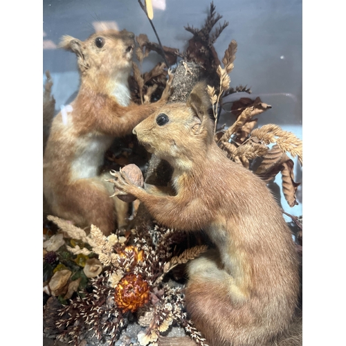 100 - TAXIDERMY RED SQUIRRELS