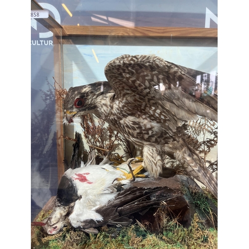 101 - TAXIDERMY BUZZARD