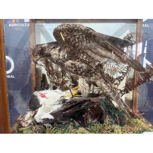 101 - TAXIDERMY BUZZARD