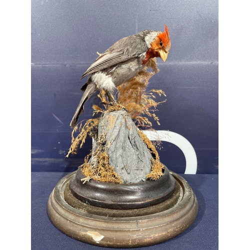TAXIDERMY RED CRESTED CARDINAL