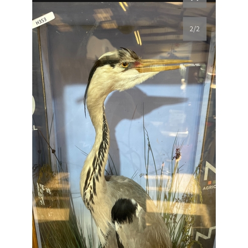 172B - TAXIDERMY HERON BY HUTCHINS AND SONS OF ABERYSTWYTH