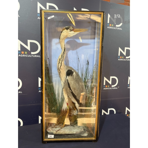 172B - TAXIDERMY HERON BY HUTCHINS AND SONS OF ABERYSTWYTH
