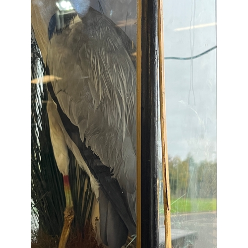 172B - TAXIDERMY HERON BY HUTCHINS AND SONS OF ABERYSTWYTH
