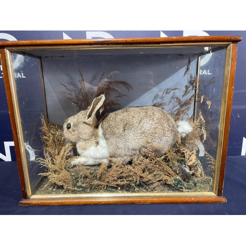 TAXIDERMY RABBIT