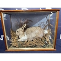 TAXIDERMY RABBIT