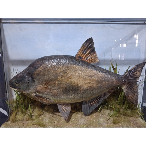 281A - LARGE TAXIDERMY FISH