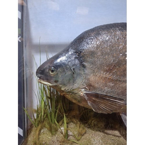 281A - LARGE TAXIDERMY FISH