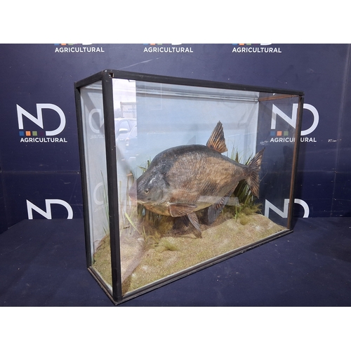 281A - LARGE TAXIDERMY FISH