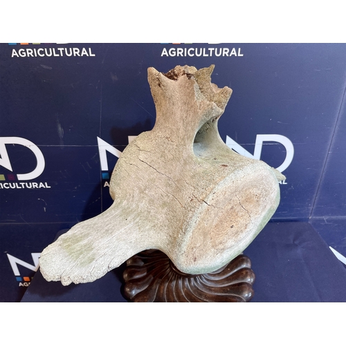56D - EARLY WHALE BONE VERTEBRAE