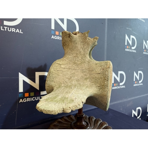 56D - EARLY WHALE BONE VERTEBRAE