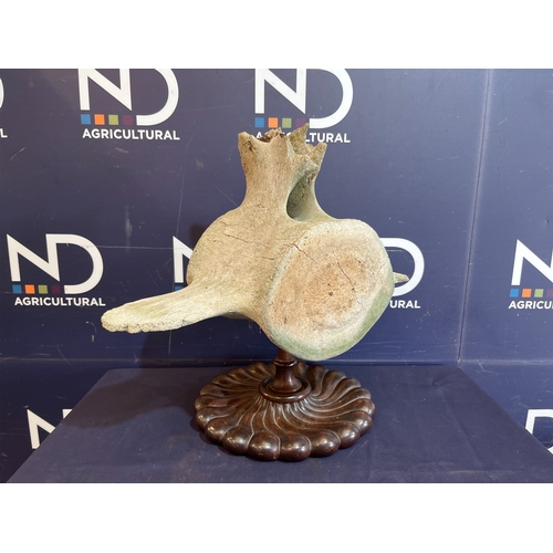 56D - EARLY WHALE BONE VERTEBRAE