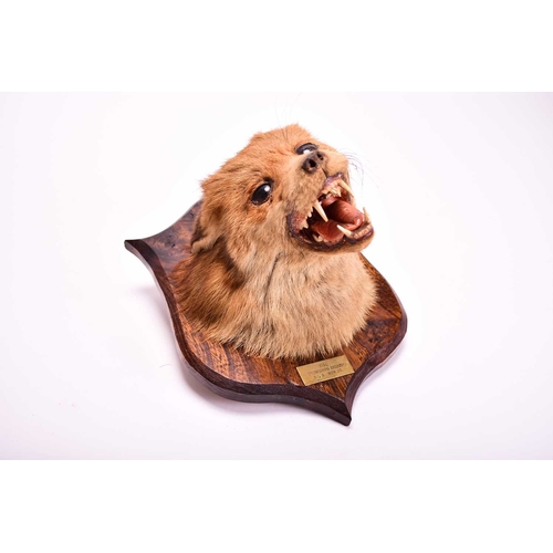 424 - TAXIDERMY: Red fox head (Vulpes vulpes), on an oak shield mount, dated 1975, 22cm (mount 29cm)