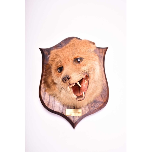 424 - TAXIDERMY: Red fox head (Vulpes vulpes), on an oak shield mount, dated 1975, 22cm (mount 29cm)