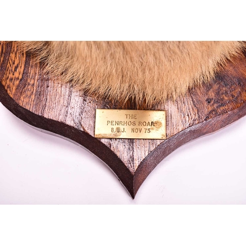 424 - TAXIDERMY: Red fox head (Vulpes vulpes), on an oak shield mount, dated 1975, 22cm (mount 29cm)