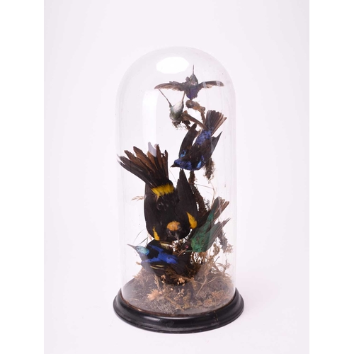 425 - Taxidermy: A late Victorian ornithological display, with six birds arranged on a branch within a mos... 