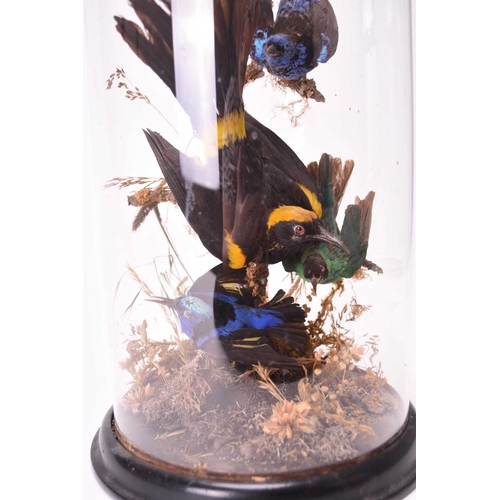 425 - Taxidermy: A late Victorian ornithological display, with six birds arranged on a branch within a mos... 