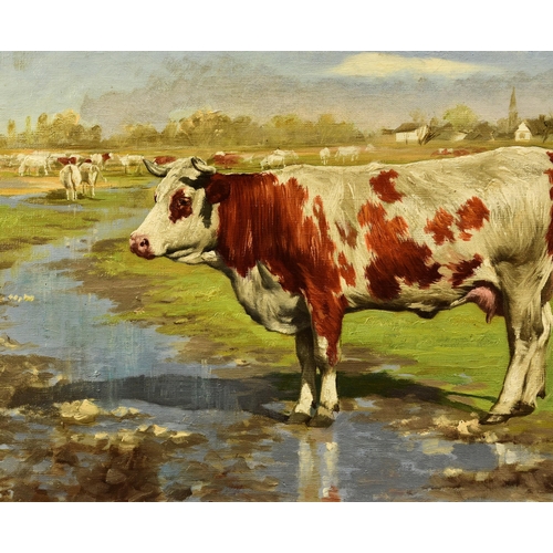 258 - Miklos Rajzo (1865-1913) Cows in Pasture, signed lower right, dated 1905, oil on canvas, 35 x 50 cm,... 