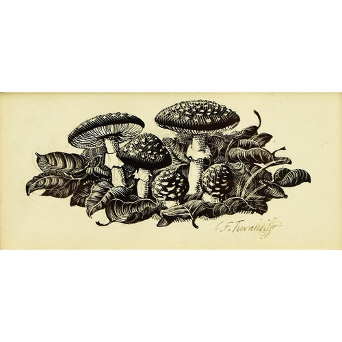 265 - Charles Frederick Tunnicliffe RA OBE (1901-1979) Mushrooms, signed lower right, ink and pencil on sc... 