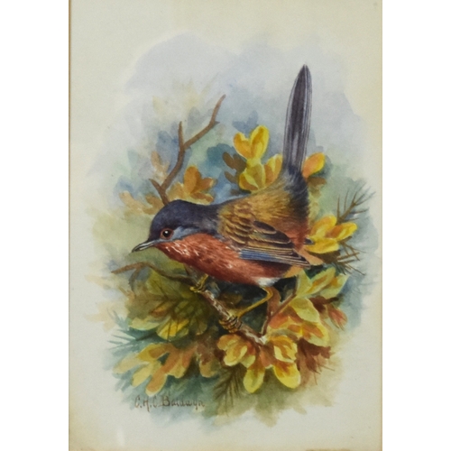 414 - Charles Baldwyn (1859-1943) Lesser White Throat and Dartford Warbler, signed lower left, watercolour... 