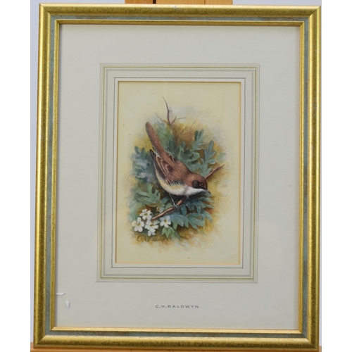 414 - Charles Baldwyn (1859-1943) Lesser White Throat and Dartford Warbler, signed lower left, watercolour... 