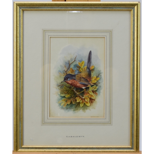 414 - Charles Baldwyn (1859-1943) Lesser White Throat and Dartford Warbler, signed lower left, watercolour... 