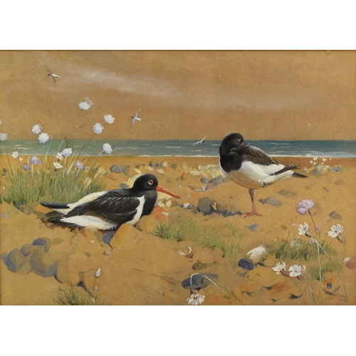 419 - Winifred Marie Louise Austen RI (1876-1964) Sea Piets (Oystercatchers), watercolour, 30.5 x 43 cm, f... 