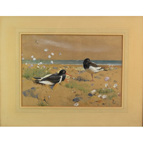 419 - Winifred Marie Louise Austen RI (1876-1964) Sea Piets (Oystercatchers), watercolour, 30.5 x 43 cm, f... 