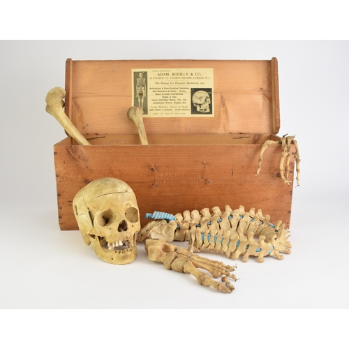 577 - Anatomy: A human half skeleton, early 20th century Female, left side, including full skull and spine... 