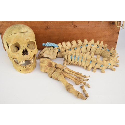 577 - Anatomy: A human half skeleton, early 20th century Female, left side, including full skull and spine... 