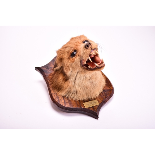 593 - Taxidermy: Red fox head (Vulpes vulpes), on an oak shield mount, dated 1975, 22cm (mount 29cm)