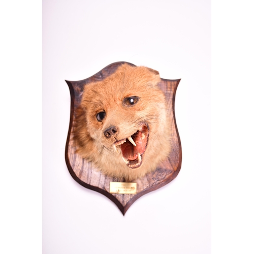 593 - Taxidermy: Red fox head (Vulpes vulpes), on an oak shield mount, dated 1975, 22cm (mount 29cm)