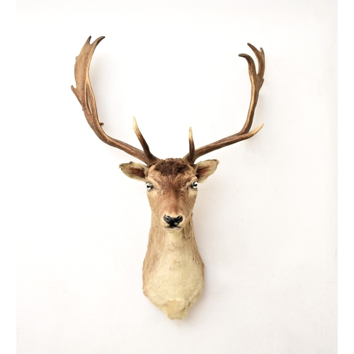 594 - Taxidermy: A red deer head (Cervus elaphus) Adult stag looking straight, with 17 points (9+8), unmou... 