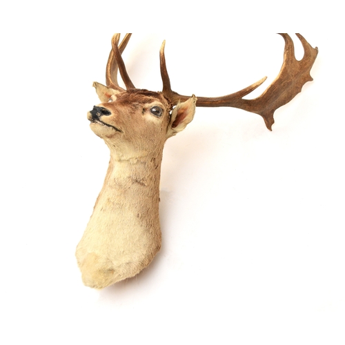 594 - Taxidermy: A red deer head (Cervus elaphus) Adult stag looking straight, with 17 points (9+8), unmou... 