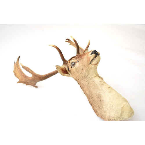 594 - Taxidermy: A red deer head (Cervus elaphus) Adult stag looking straight, with 17 points (9+8), unmou... 