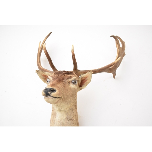 594 - Taxidermy: A red deer head (Cervus elaphus) Adult stag looking straight, with 17 points (9+8), unmou... 