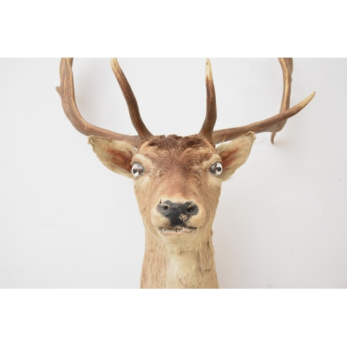 594 - Taxidermy: A red deer head (Cervus elaphus) Adult stag looking straight, with 17 points (9+8), unmou... 