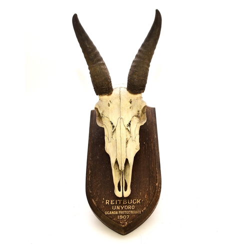 595 - Taxidermy: A reedbuck (Redunca) skull with horns Mounted on a wood shield inscribed 'Reitbuck, Unyor... 