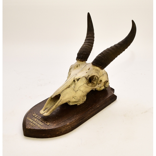 595 - Taxidermy: A reedbuck (Redunca) skull with horns Mounted on a wood shield inscribed 'Reitbuck, Unyor... 